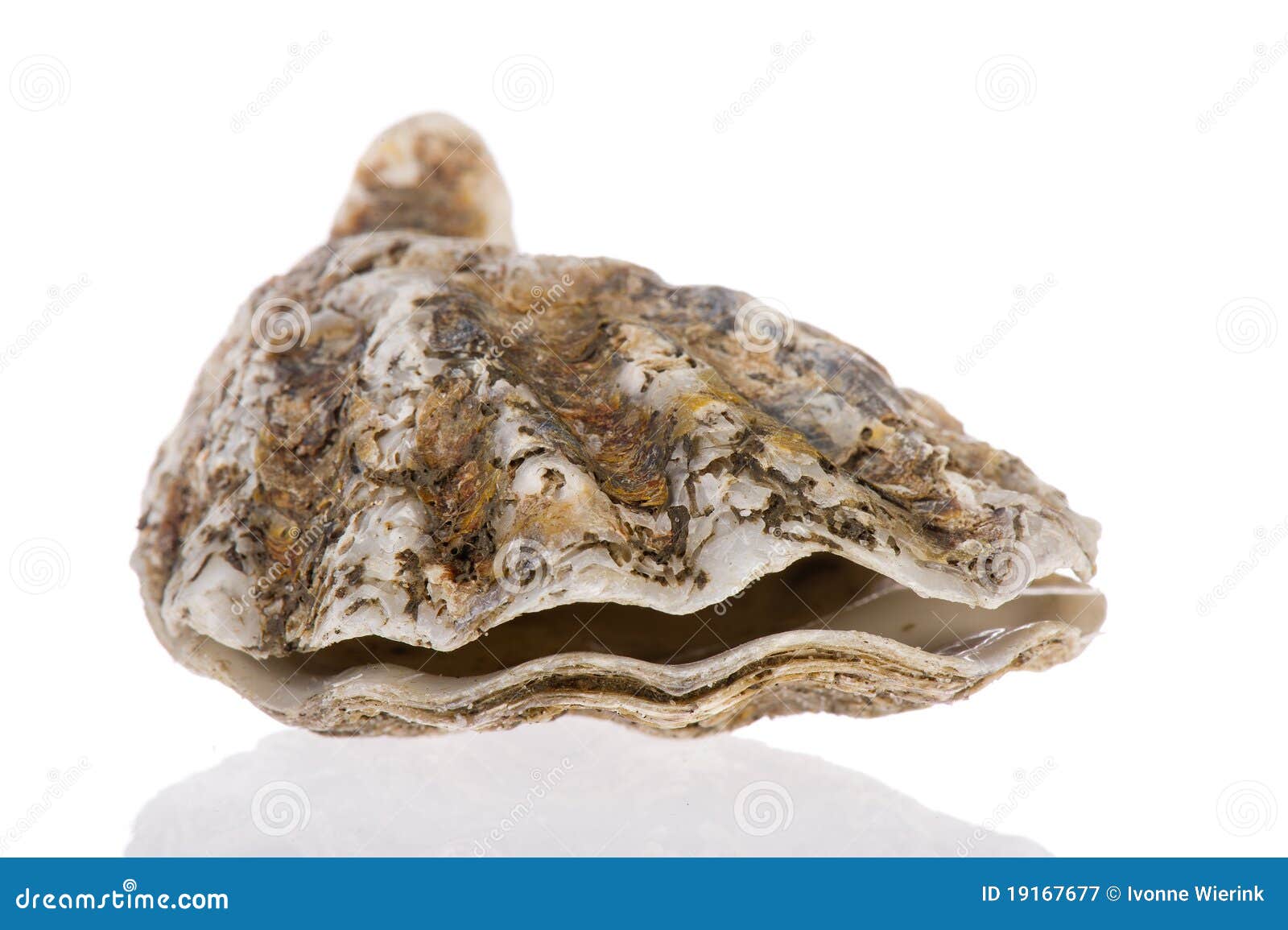6,311 Oyster Animal Stock Photos - Free & Royalty-Free Stock Photos from  Dreamstime