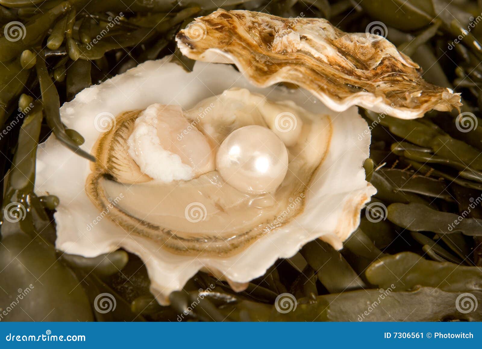 open oyster with pearl