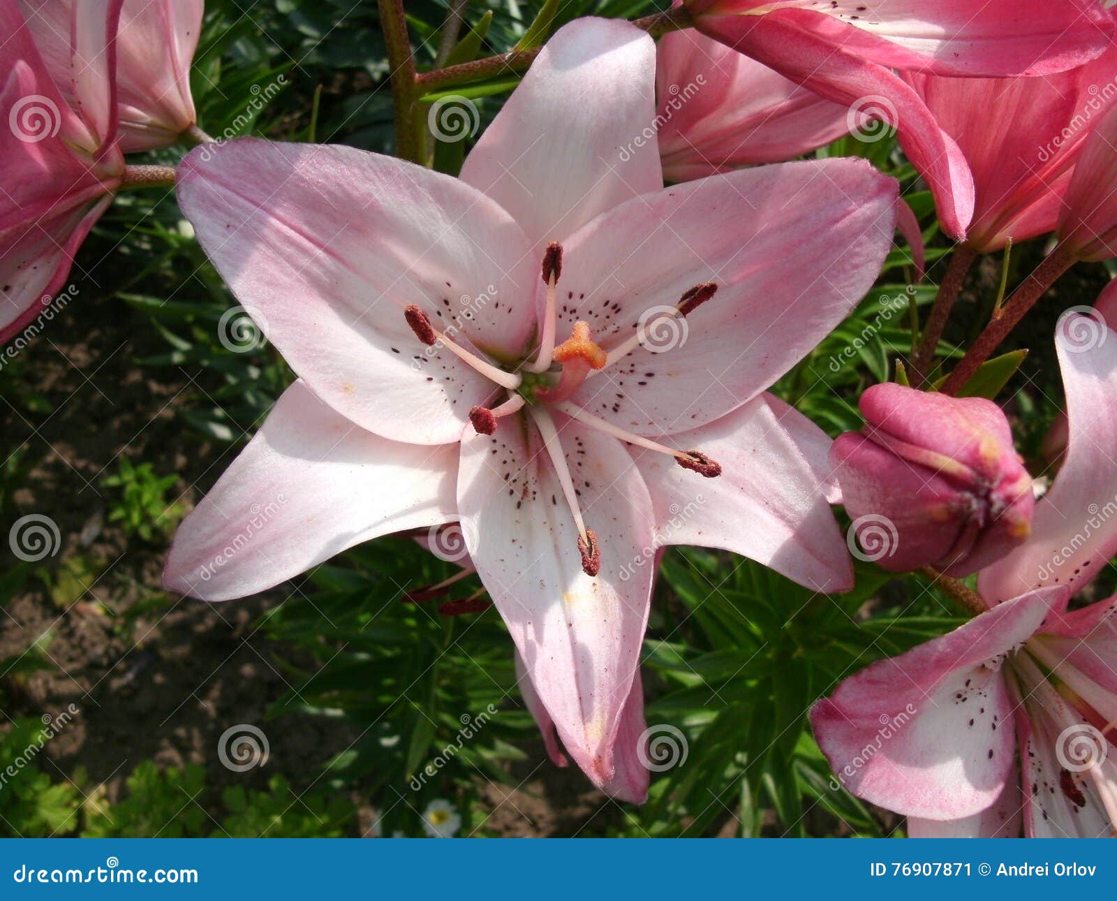Open pink lily stock image. Image of park, petals, garden - 76907871