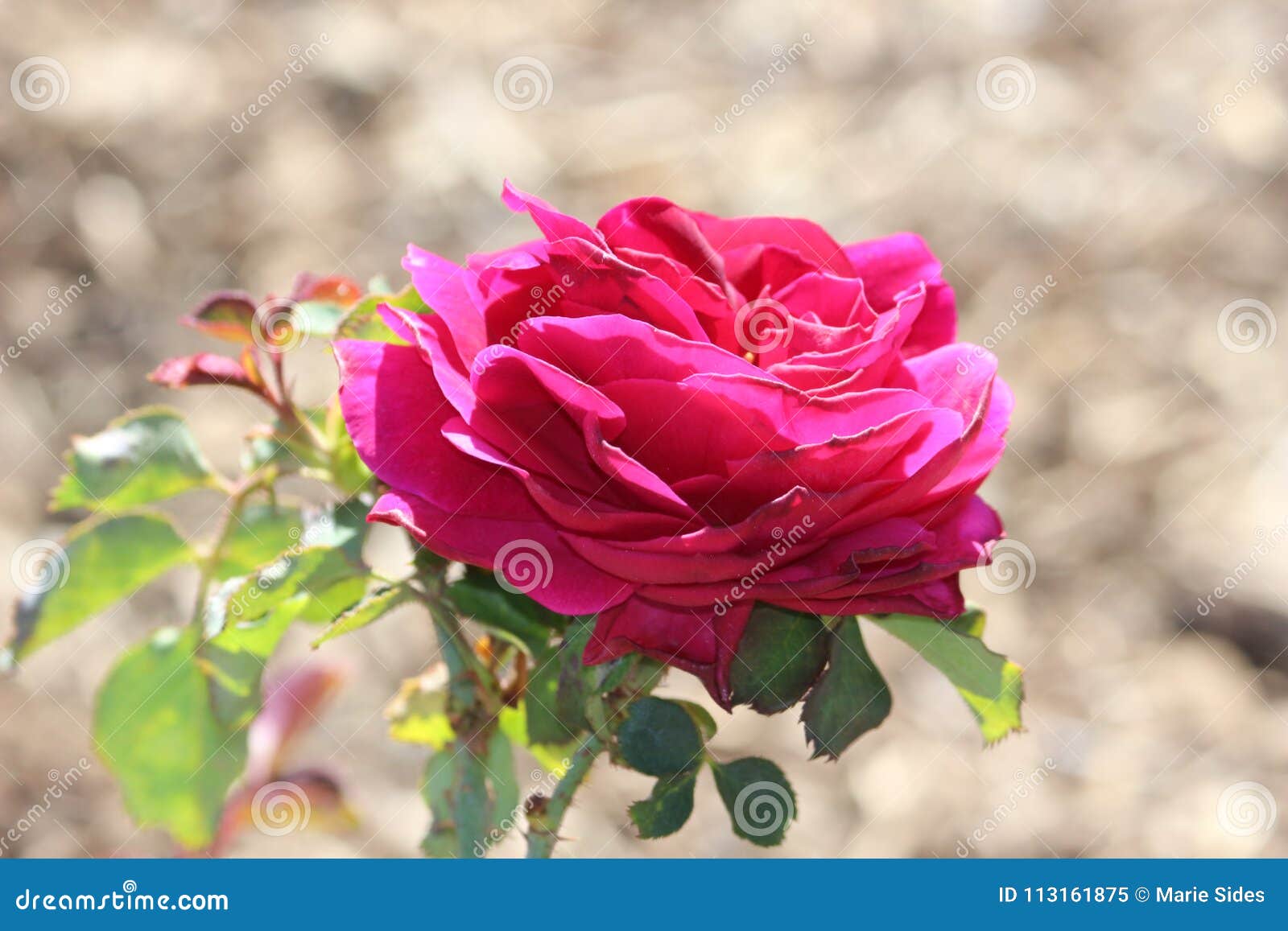 Pink Rose stock image. Image of colorful, nature, petals 113161875