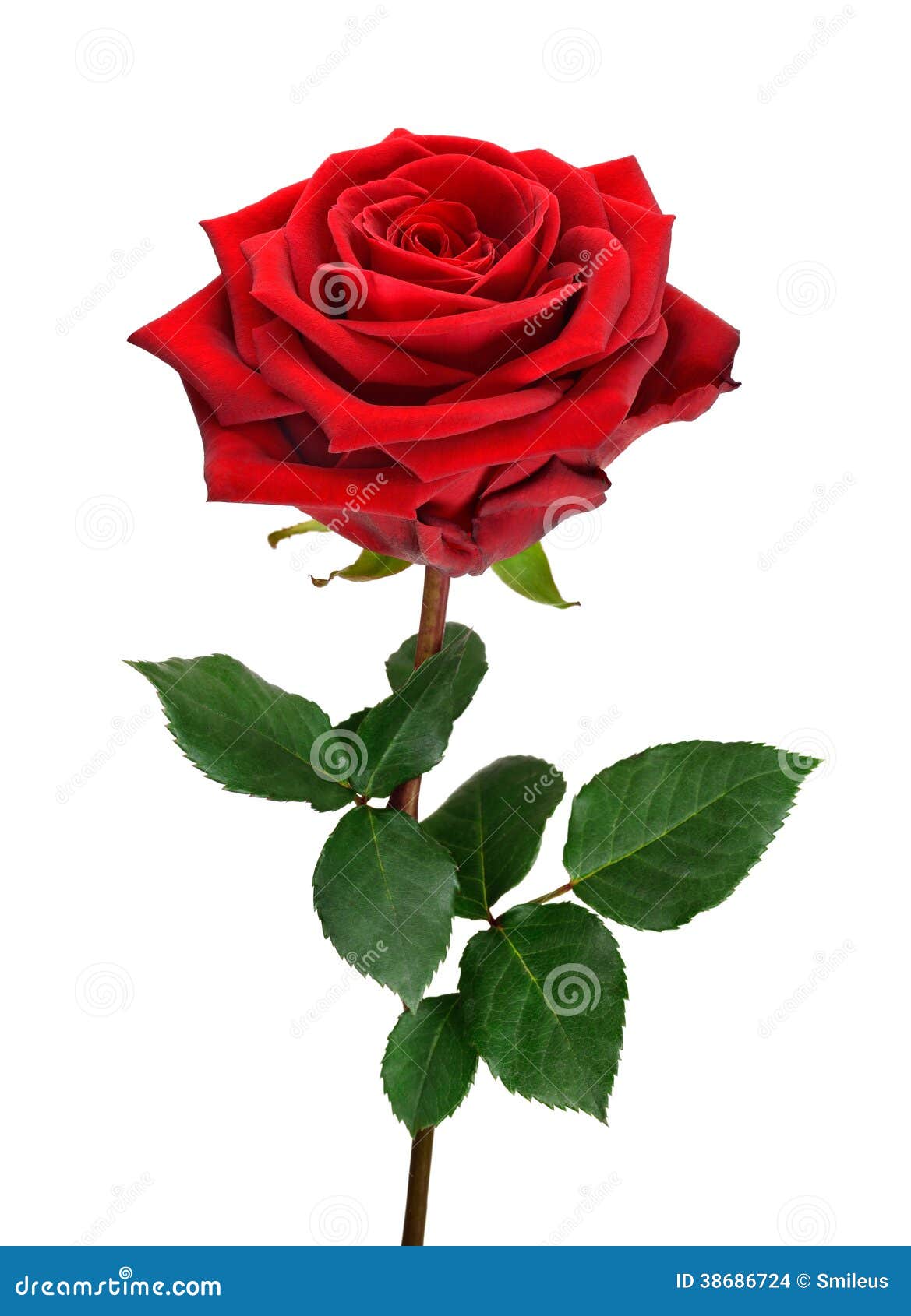 1,644,796 Rose Stock Photos - Free & Royalty-Free Stock Photos from  Dreamstime