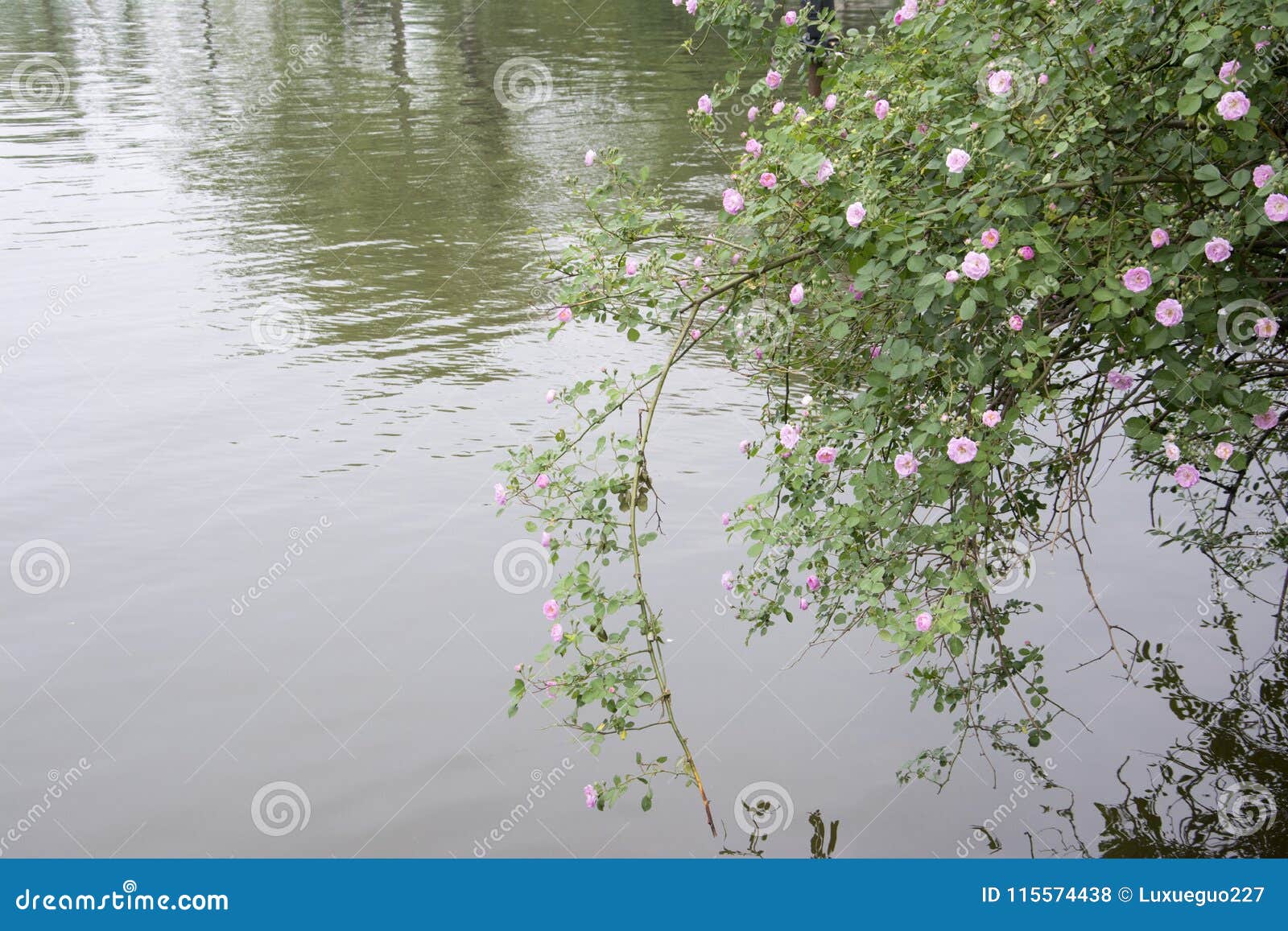 The Open Rose Flowers on the Edge of the Lake Stock Photo - Image of ...