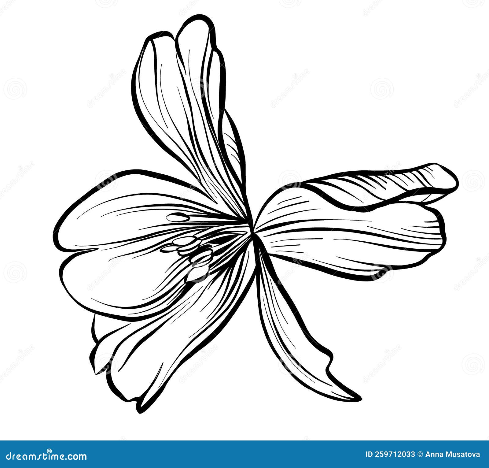 An Open Tulip Flower. the Drawing is Realistic Black and White. a