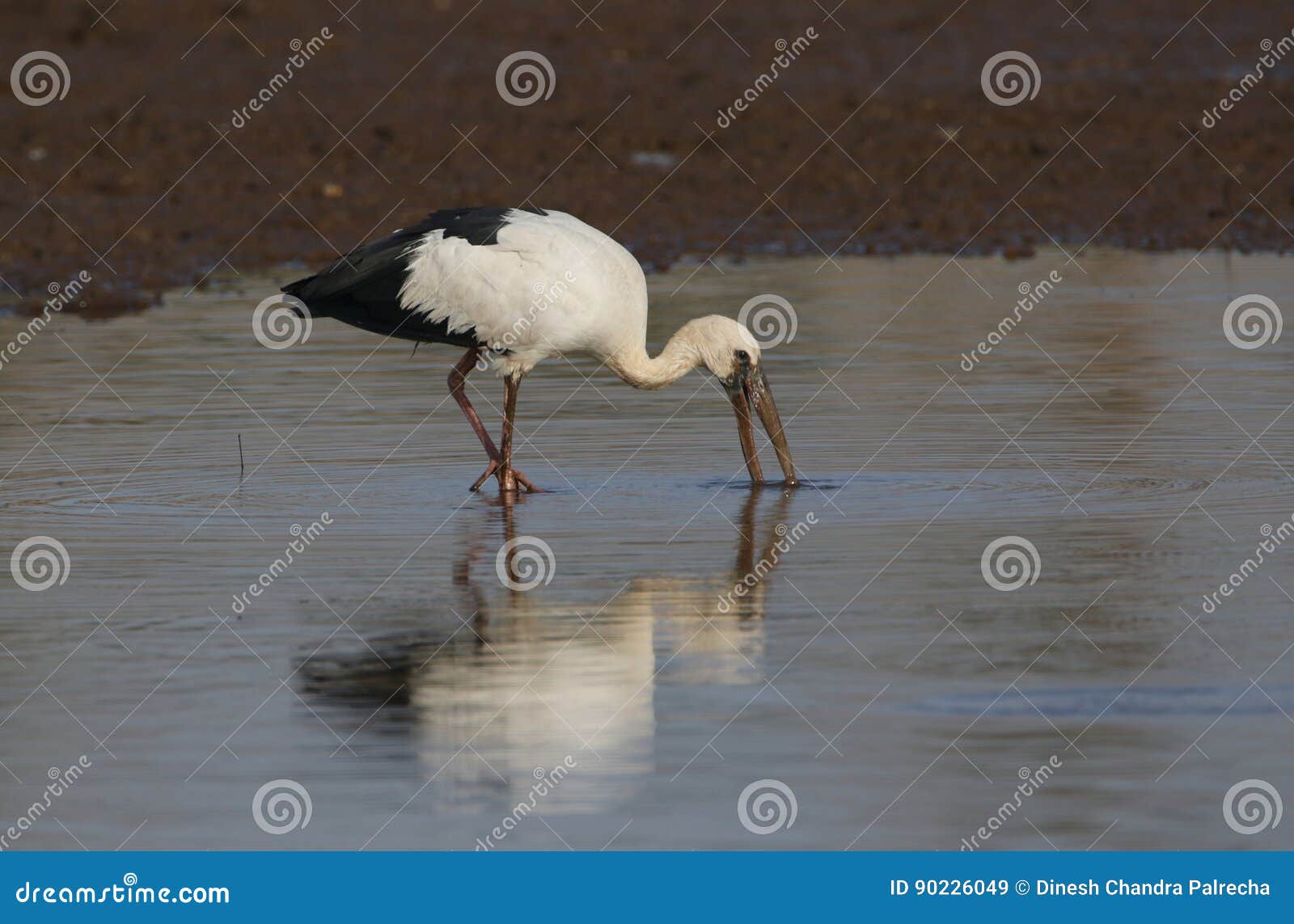Openbill stork stock image. Image of stork, drowned, view - 90226049