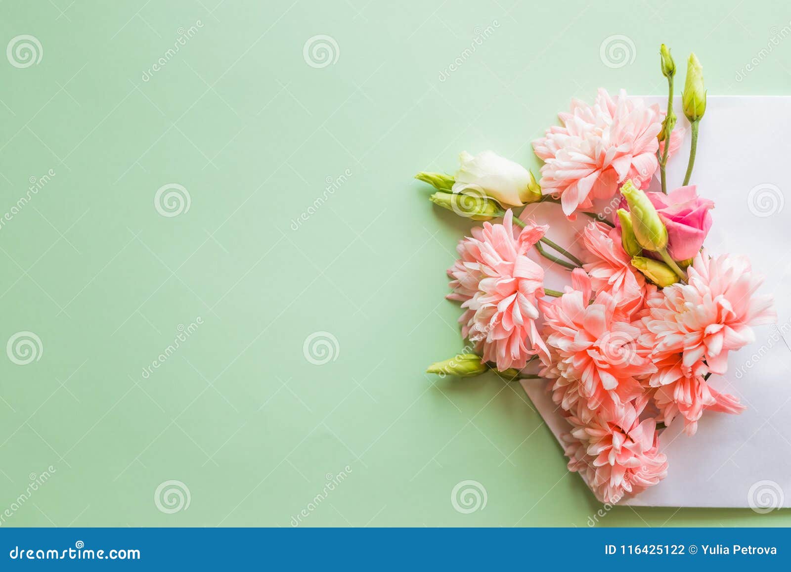 Opened Envelope Full of Blossom Pink Chrysanthemums, Flowers on Soft ...
