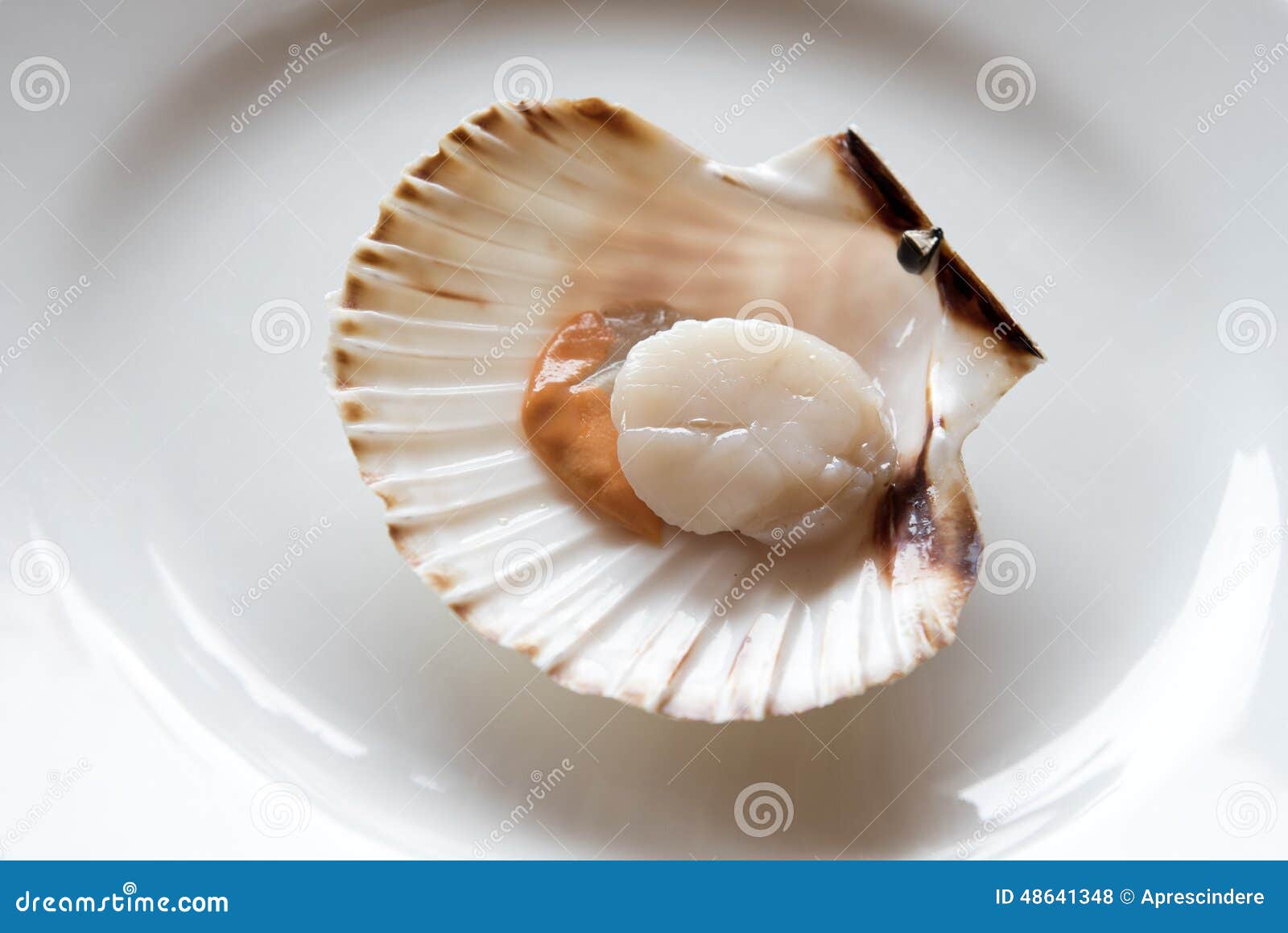 Opened scallop stock photo. Image of shell, antioxidant - 48641348