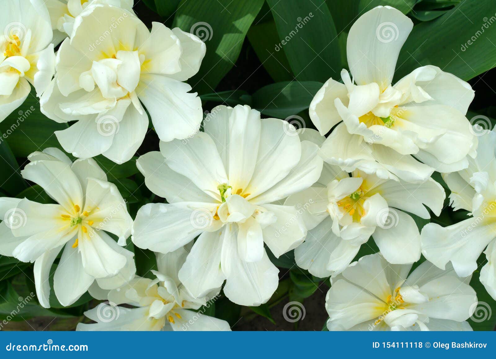 Opened White Flowers of Tulips with Yellow Centers and Yellow Stamens