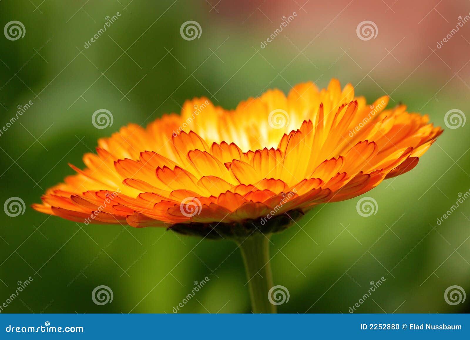 The Opening. stock photo. Image of leaf, orange, stem 2252880