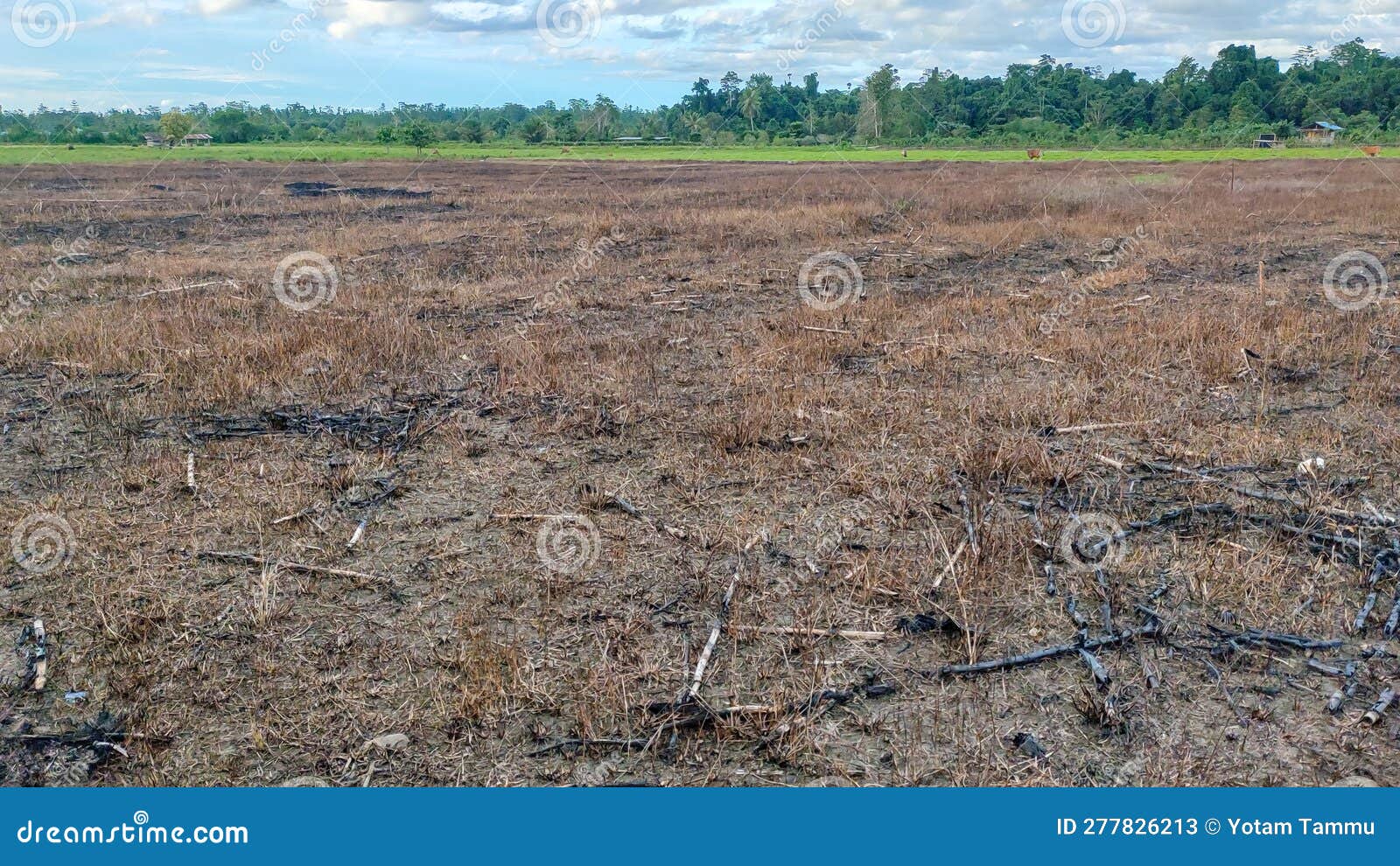 Opening of Agricultural Land for Farming Stock Image Image of steppe