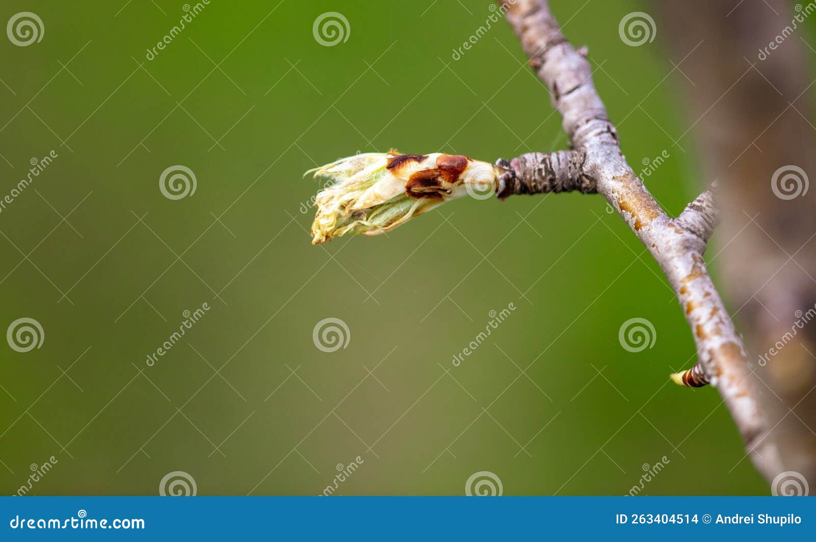 Opening Bud on an Apple Tree Branch in Spring. Stock Photo Image of