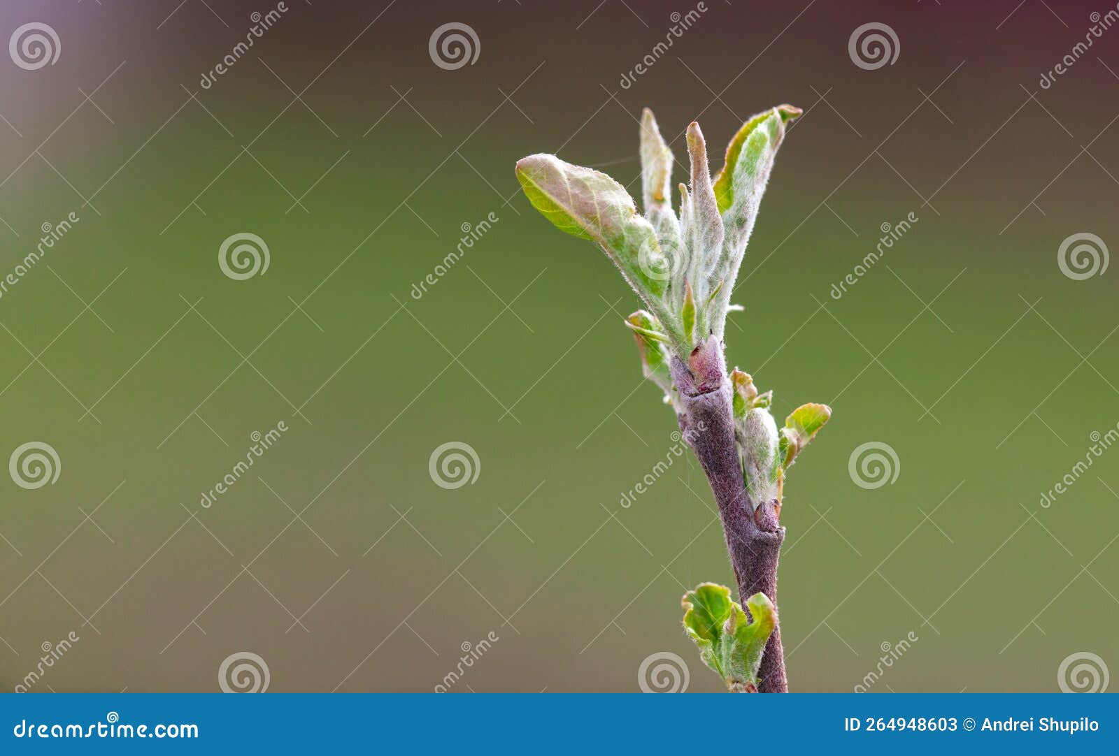Opening Bud on an Apple Tree Branch in Spring. Stock Image Image of