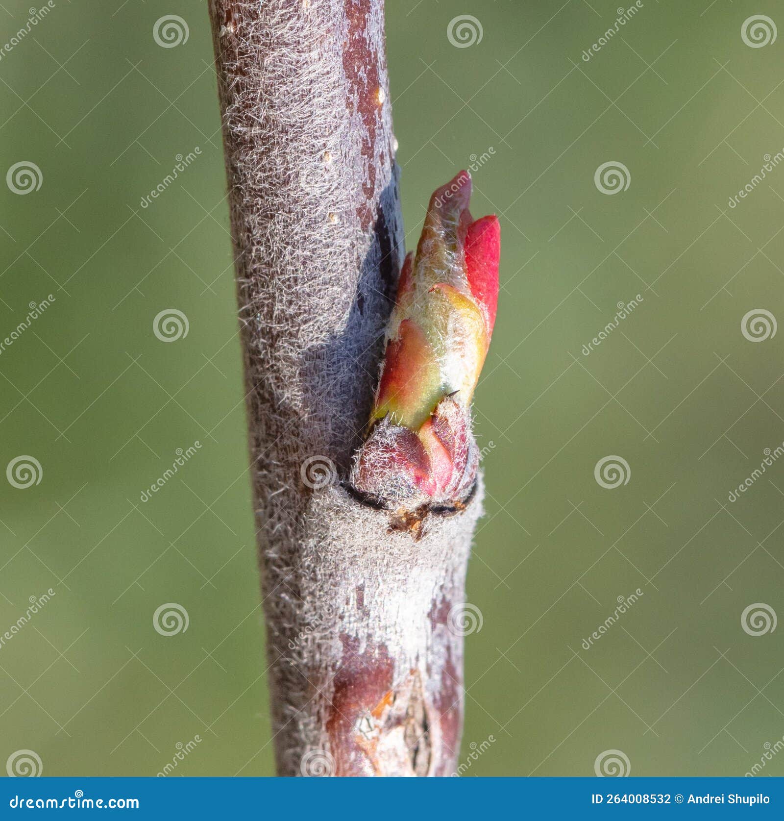 Opening Bud with Leaves on an Apple Tree Branch. Stock Photo Image of