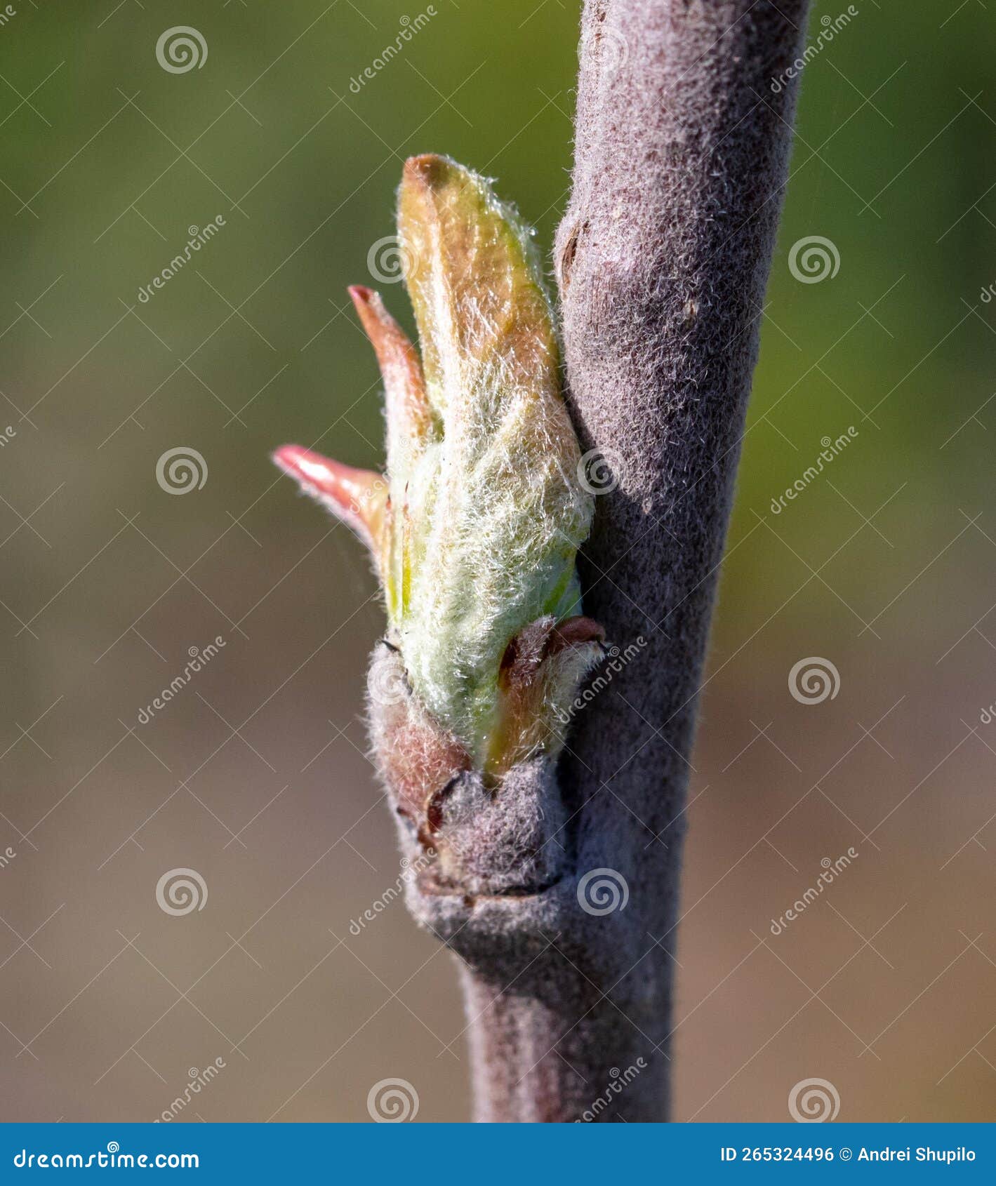 Opening Bud with Leaves on an Apple Tree Branch. Stock Photo Image of