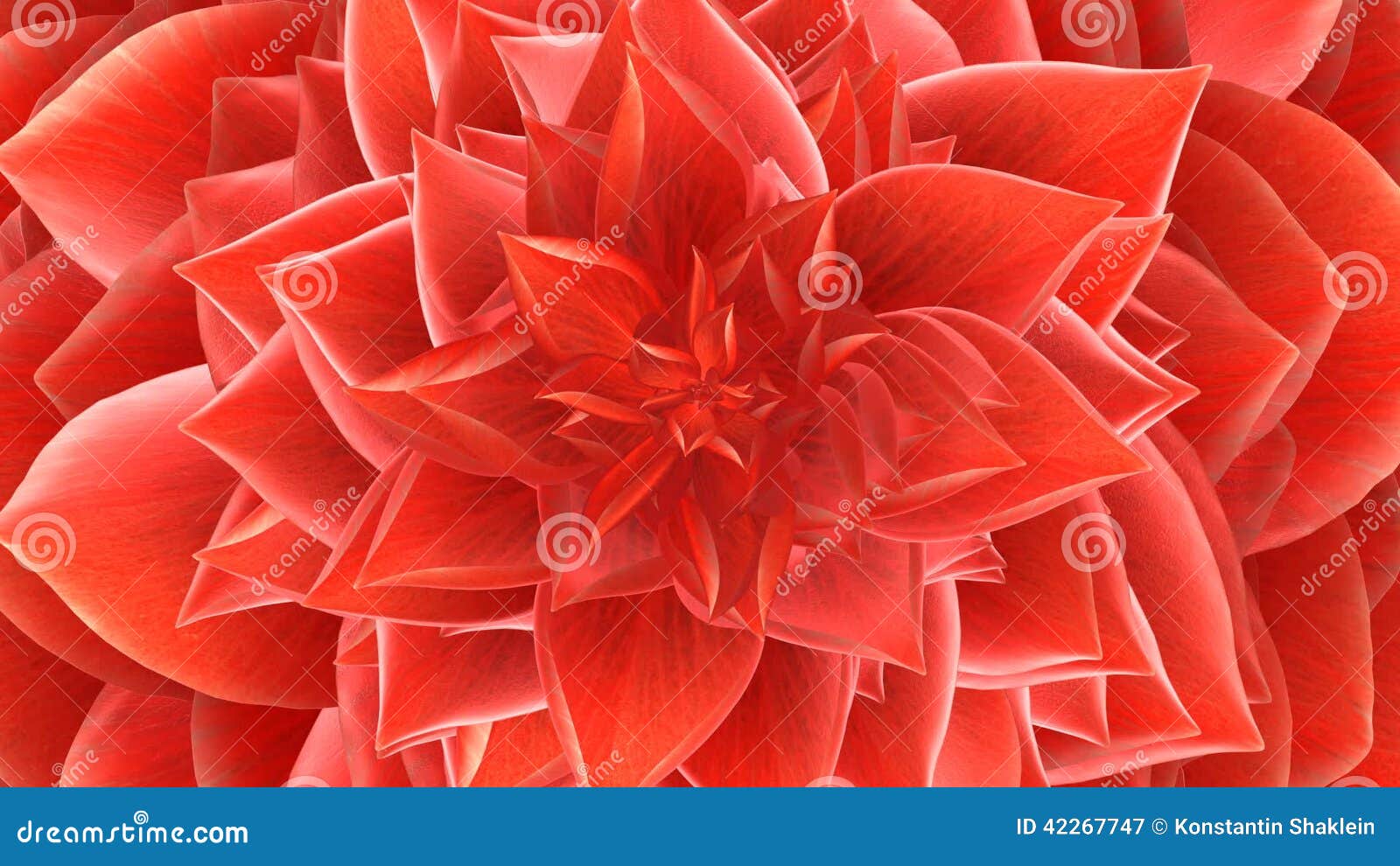 Opening Flower. Loop stock video. Video of valentines 42267747