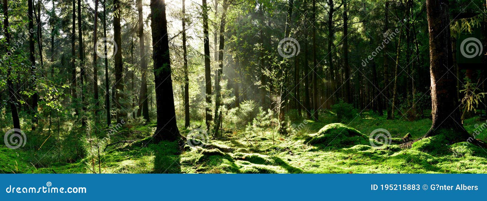 Woodland opening stock image. Image of life, habitat 195215883