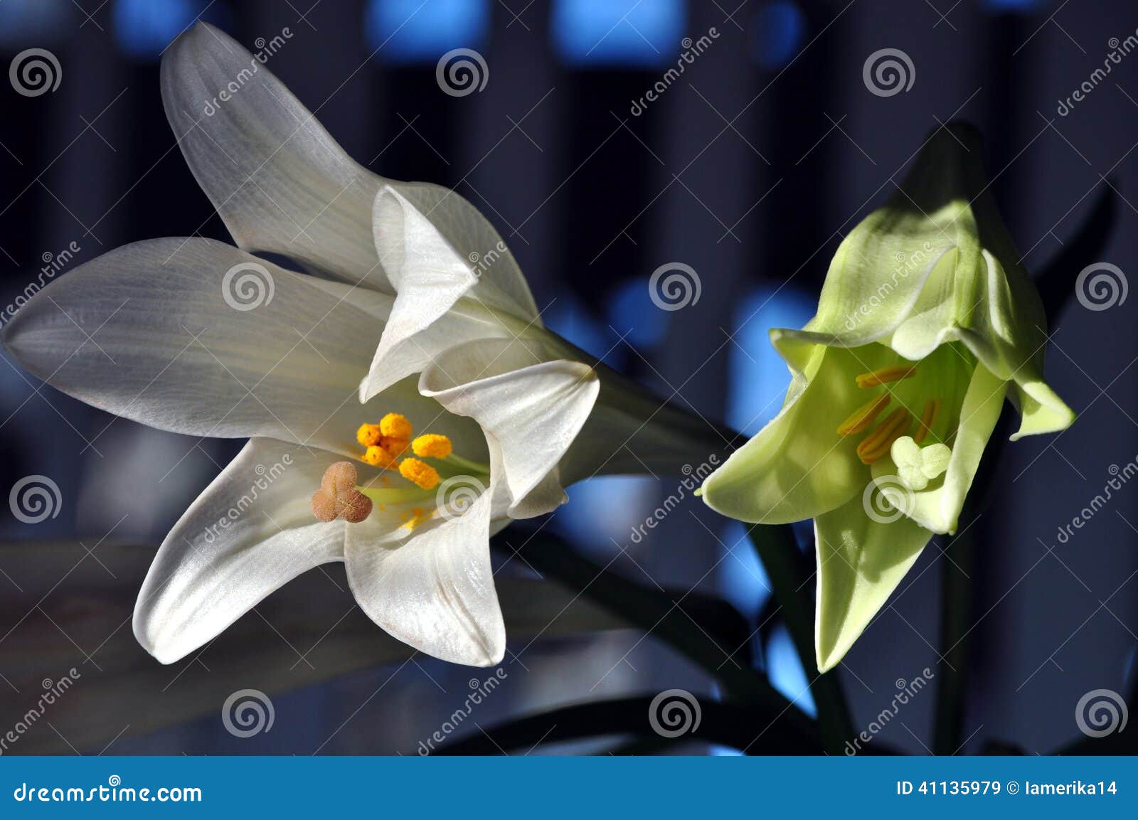 Opening Lilies stock image. Image of blossoms, petal 41135979