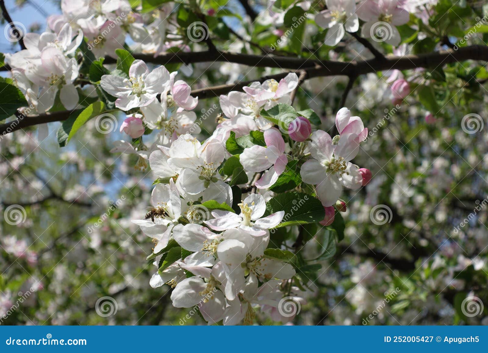 Opening Pinkish White Flowers of Apple Tree in April Stock Image