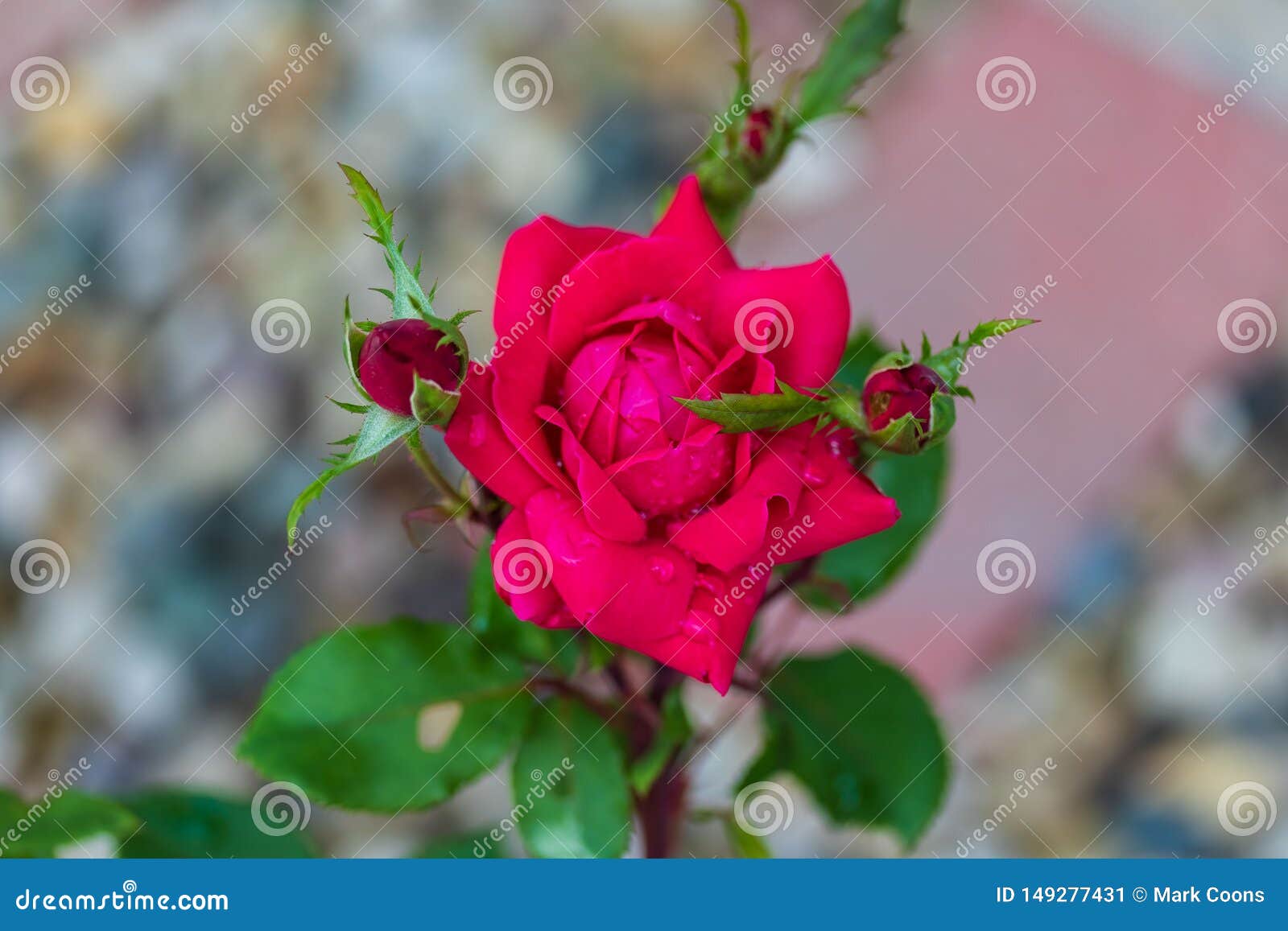 Opening Red Rose Bloom after the Rain Stopped Stock Image Image of