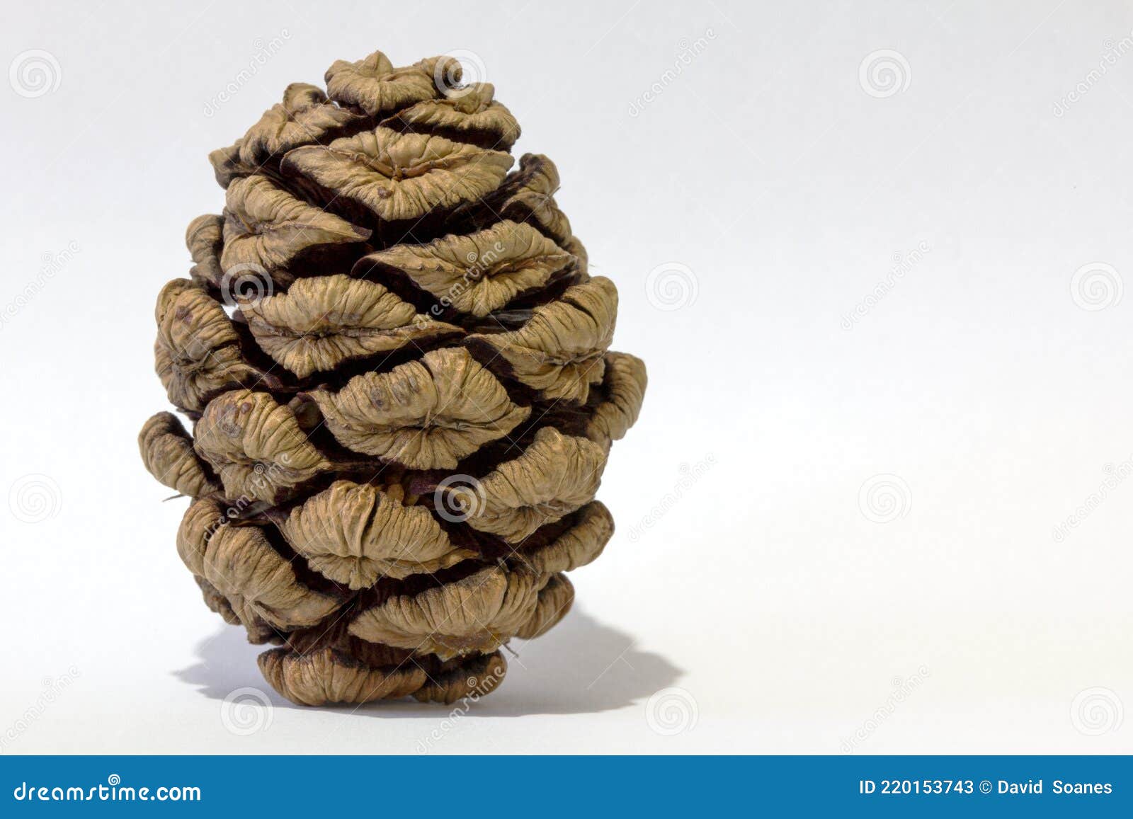 Opening Tree Cone in Warm Weather - Stock Photo Stock Image