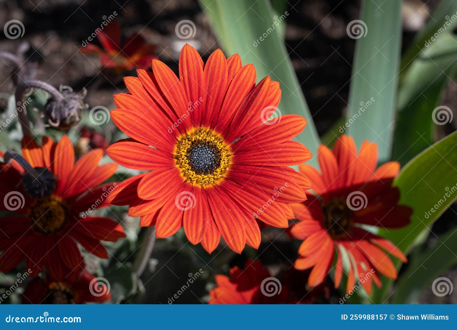 Opera Fire African Daisy stock image. Image of blooming 259988157