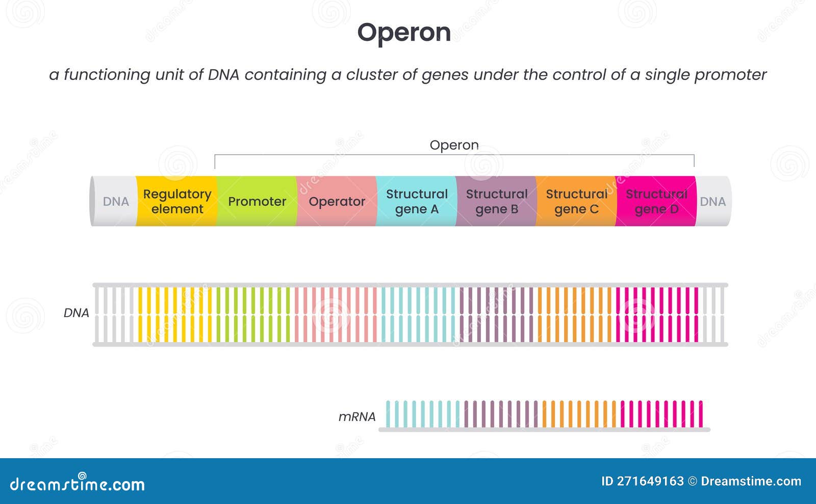 operon genome science educational  