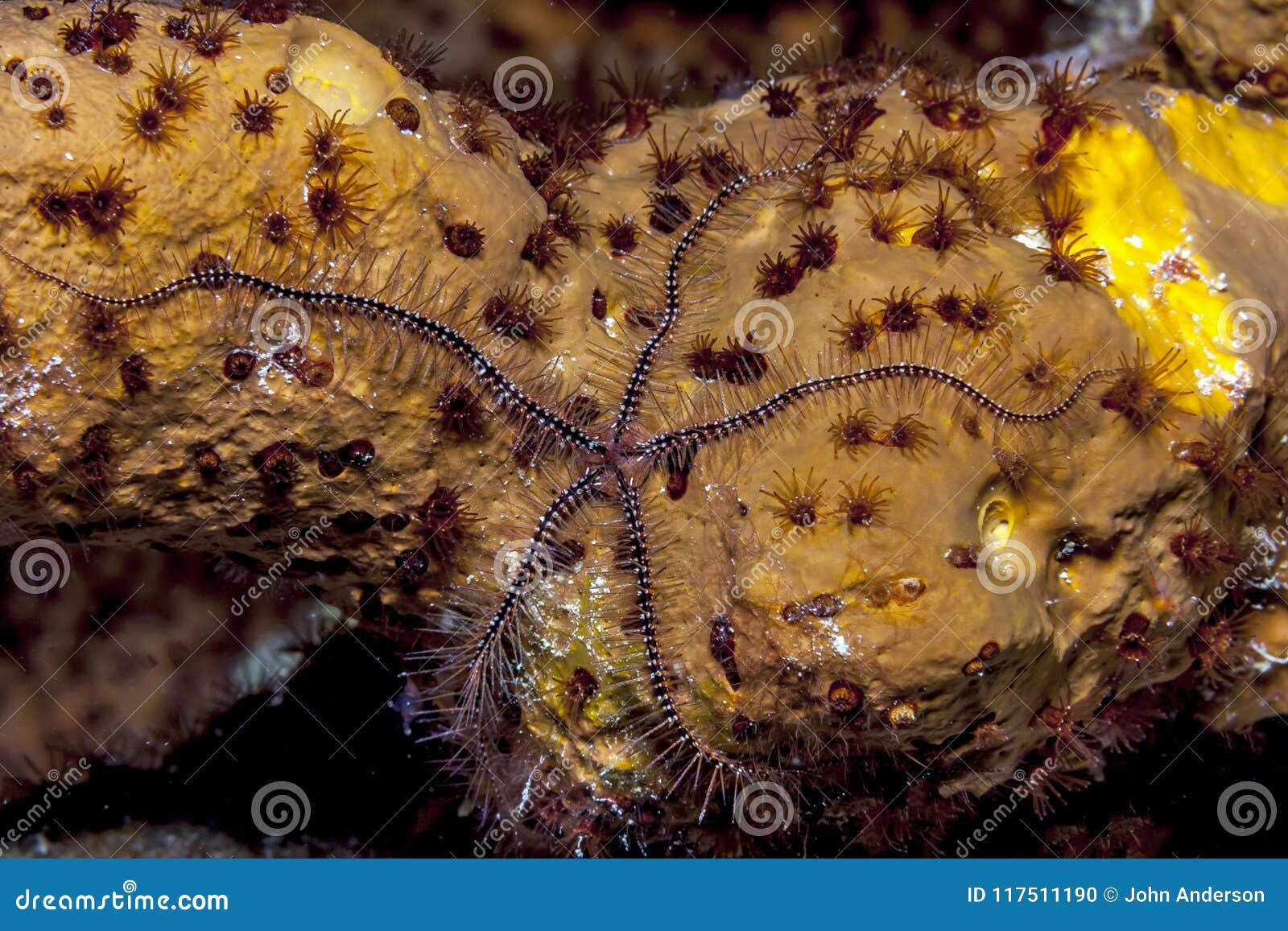 sponge brittle star,marine ,invertebrate