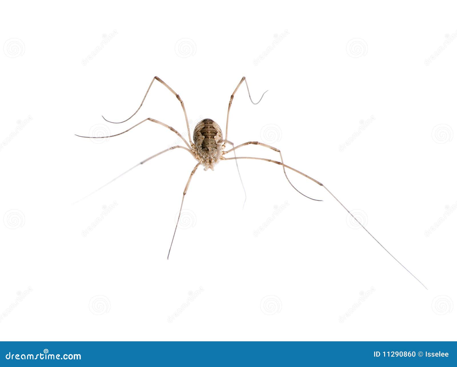 428 Opiliones Spider Stock Photos - Free & Royalty-Free Stock Photos from  Dreamstime