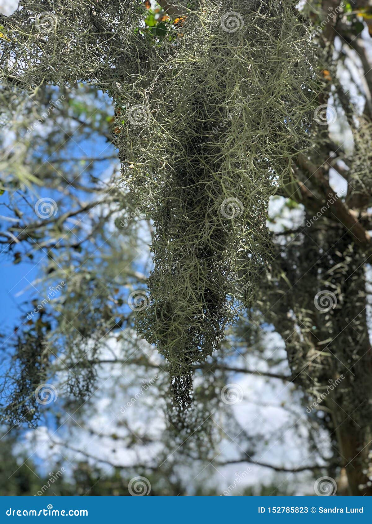 Opinión Del Primer El Musgo Que Cuelga De árbol Imagen de archivo - Imagen  de cubo, fondo: 152785823