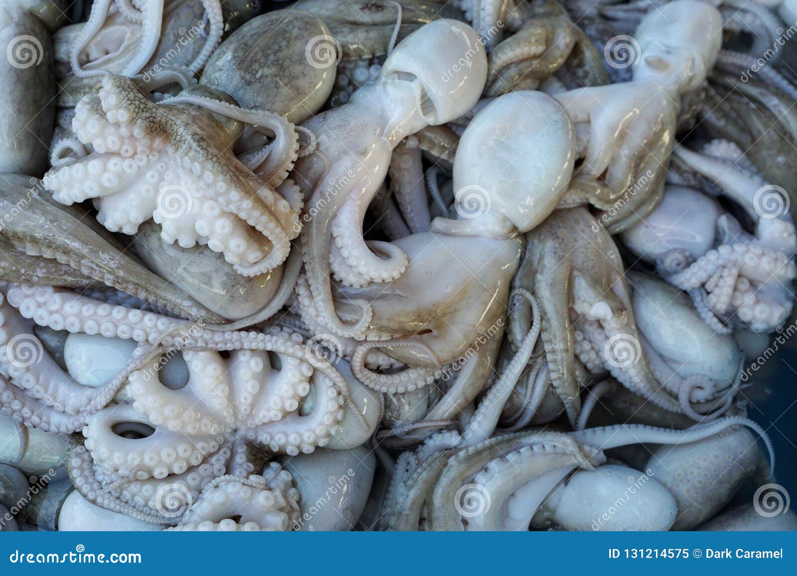 forma George Stevenson Otros lugares Opinión Superior El Pulpo En Venta En El Mercado De Pescados En Tailandia Imagen de archivo - Imagen de granjeros, blanqueado: 131214575 forma George Stevenson Otros lugares Opinión Superior El Pulpo En Venta En El Mercado De Pescados En Tailandia Imagen de archivo - Imagen de granjeros, blanqueado: 131214575