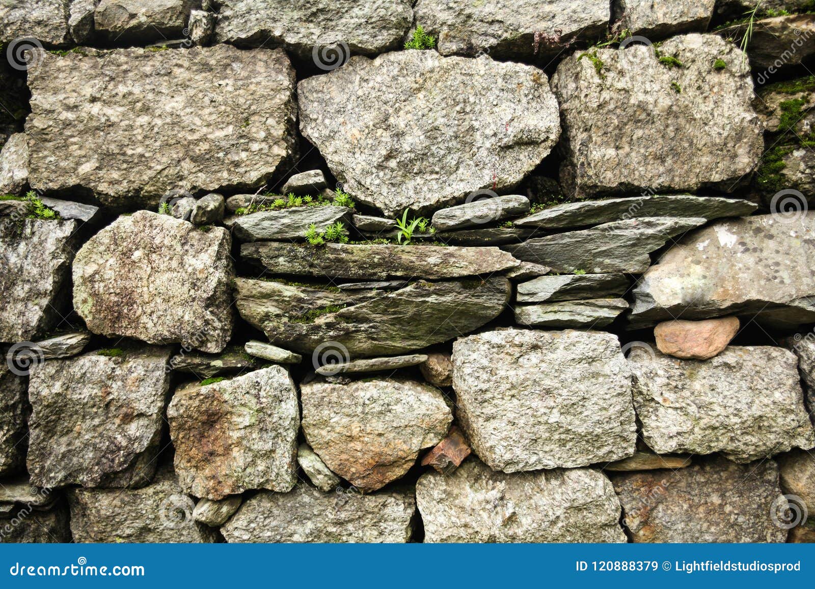 Opinión del primer de la pared de piedra y de las plantas verdes que crecen a través de piedras en Himalaya indio, Dharamsala, Baksu