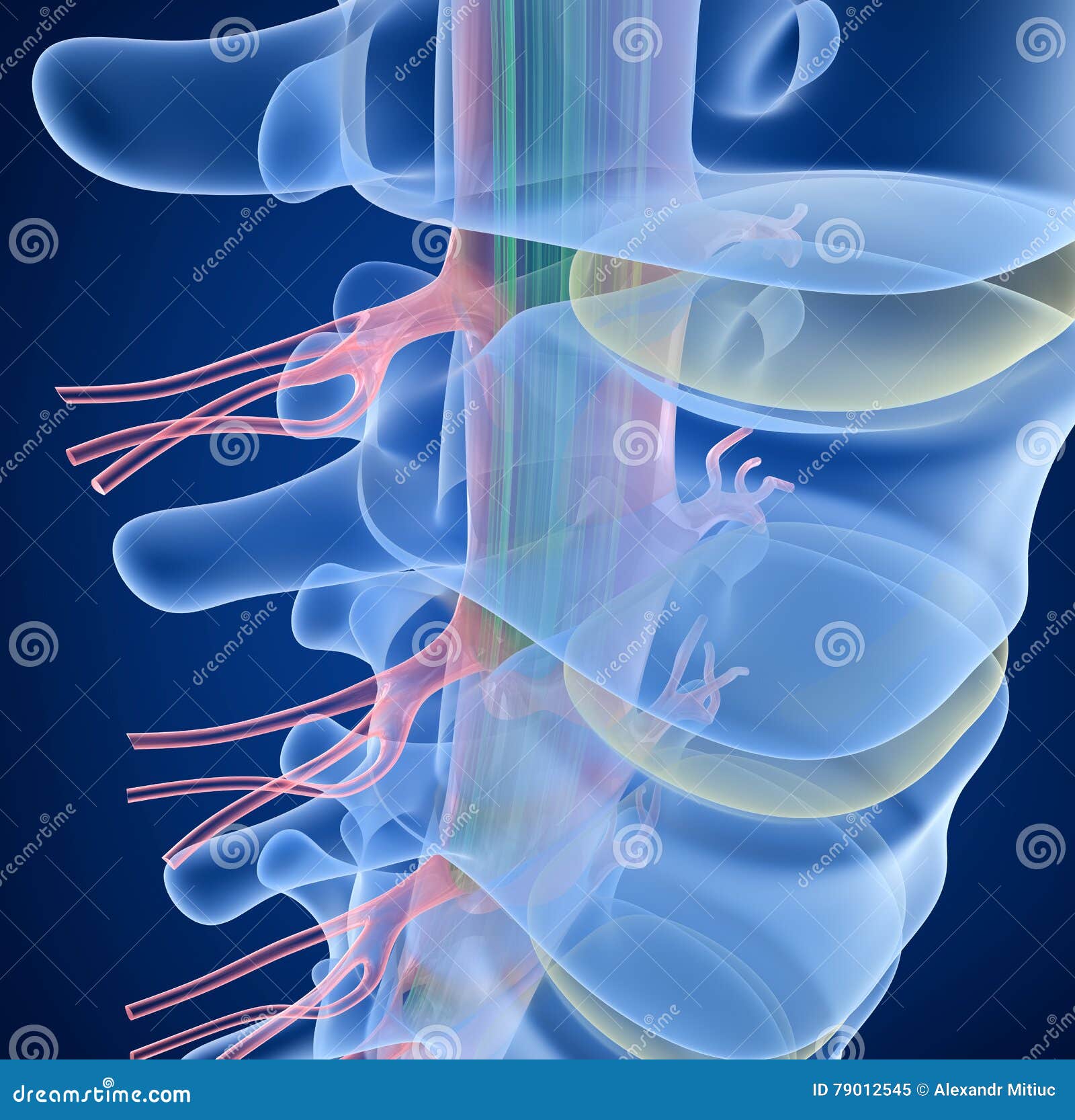 Opinión Humana De La Radiografía De La Espina Dorsal Stock De