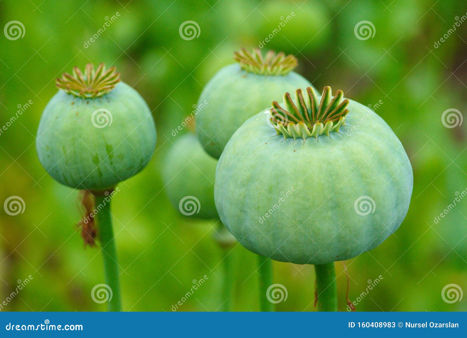 opium, poppy capsule