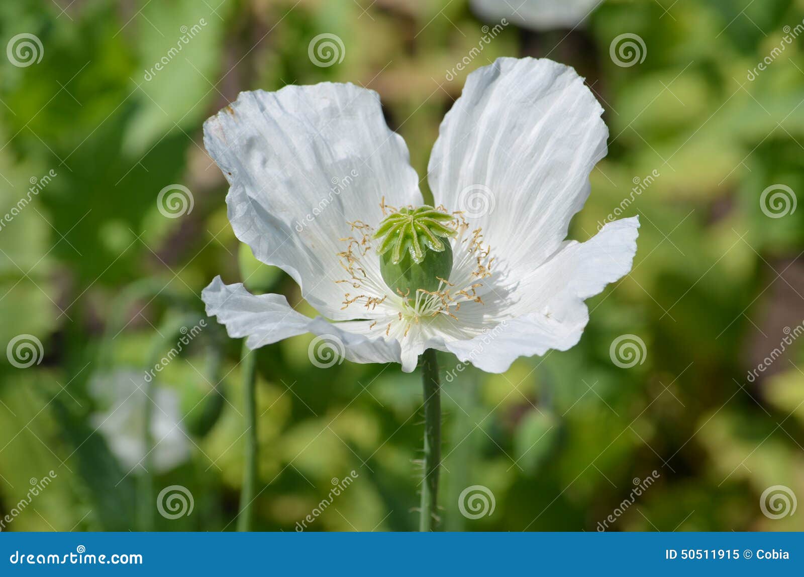 Opium Poppy Papaver Somniferum Stock Image Image Of Close Details 50511915