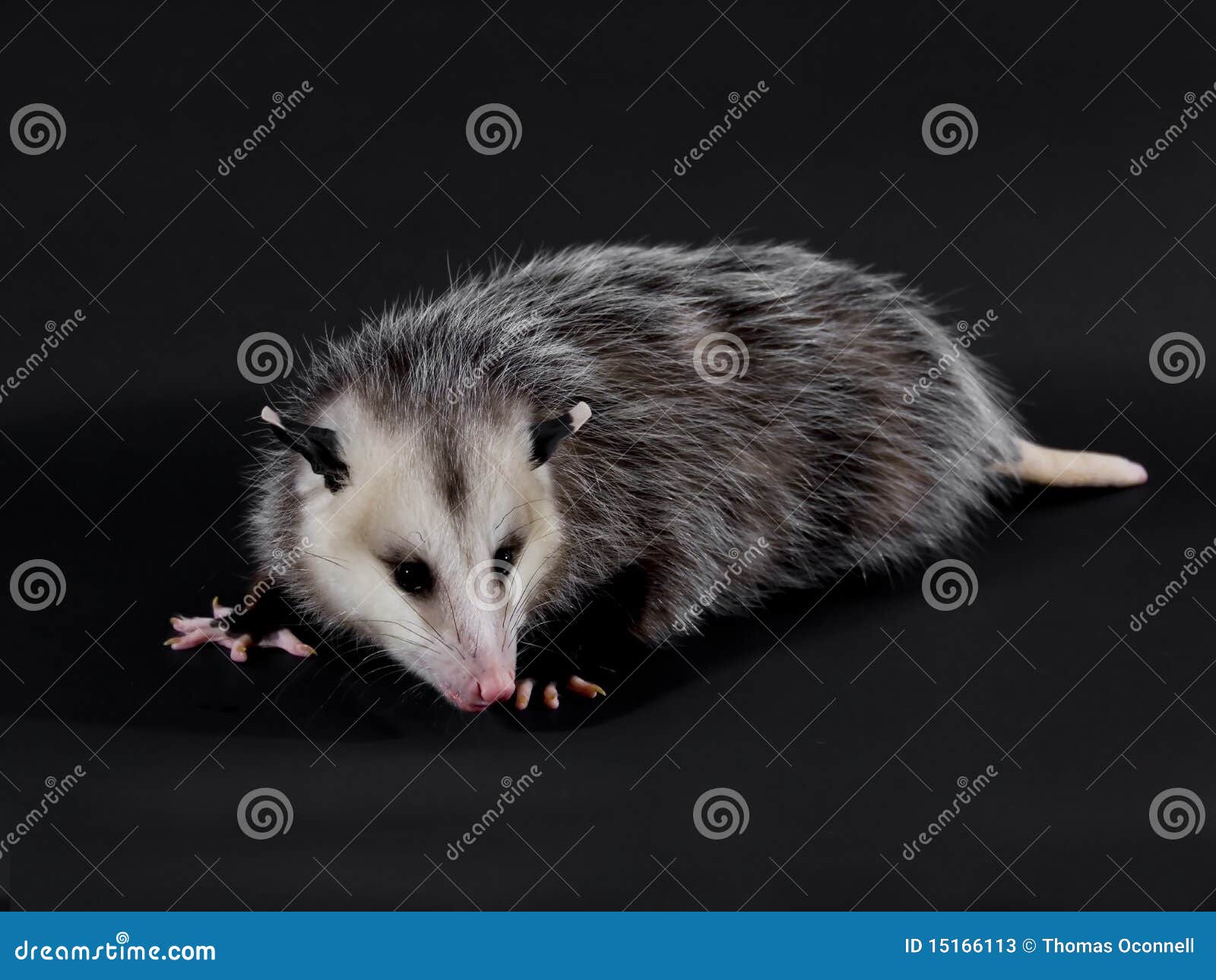 Opossum stock image. Image of opossum, wildlife, animal 15166113