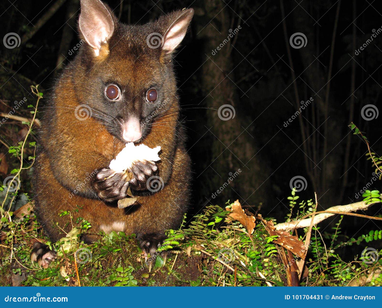 Opossum la nuit en Nouvelle Zélande. Un opossum mangeant dans la forêt tropicale la nuit, île du sud Nouvelle Zélande