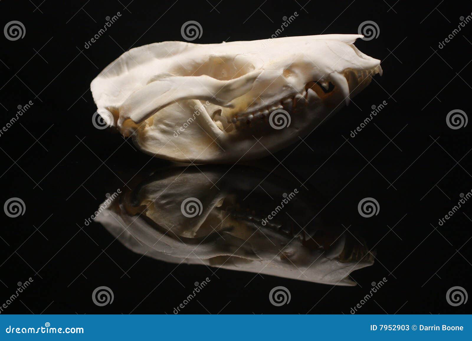 Opossum skull stock image. Image of head, bone, animal 7952903