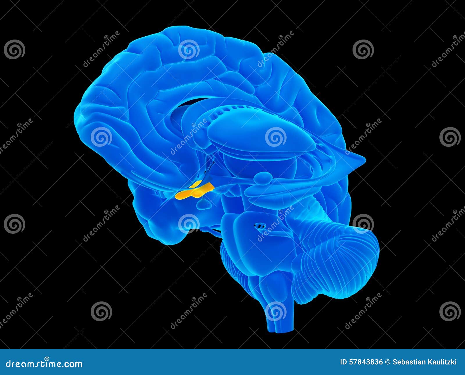 The optic chiasm stock illustration. Illustration of anatomy 57843836