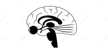 Optic nerve anatomy stock illustration. Illustration of cerebral ... Biology Diagrams