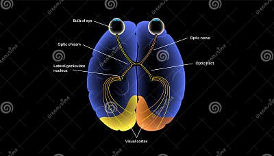 Optic nerve anatomy stock illustration. Illustration of diagram Biology Diagrams