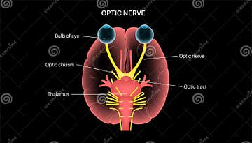 Optic nerve anatomy stock vector. Illustration of olfactory Biology Diagrams