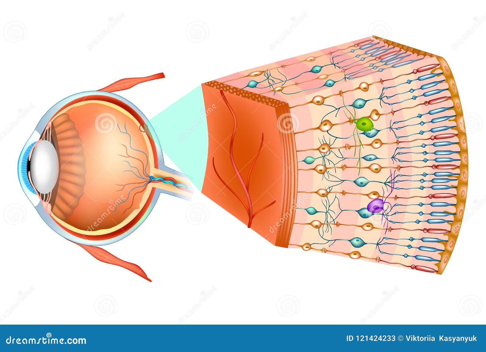 optic part of retina.