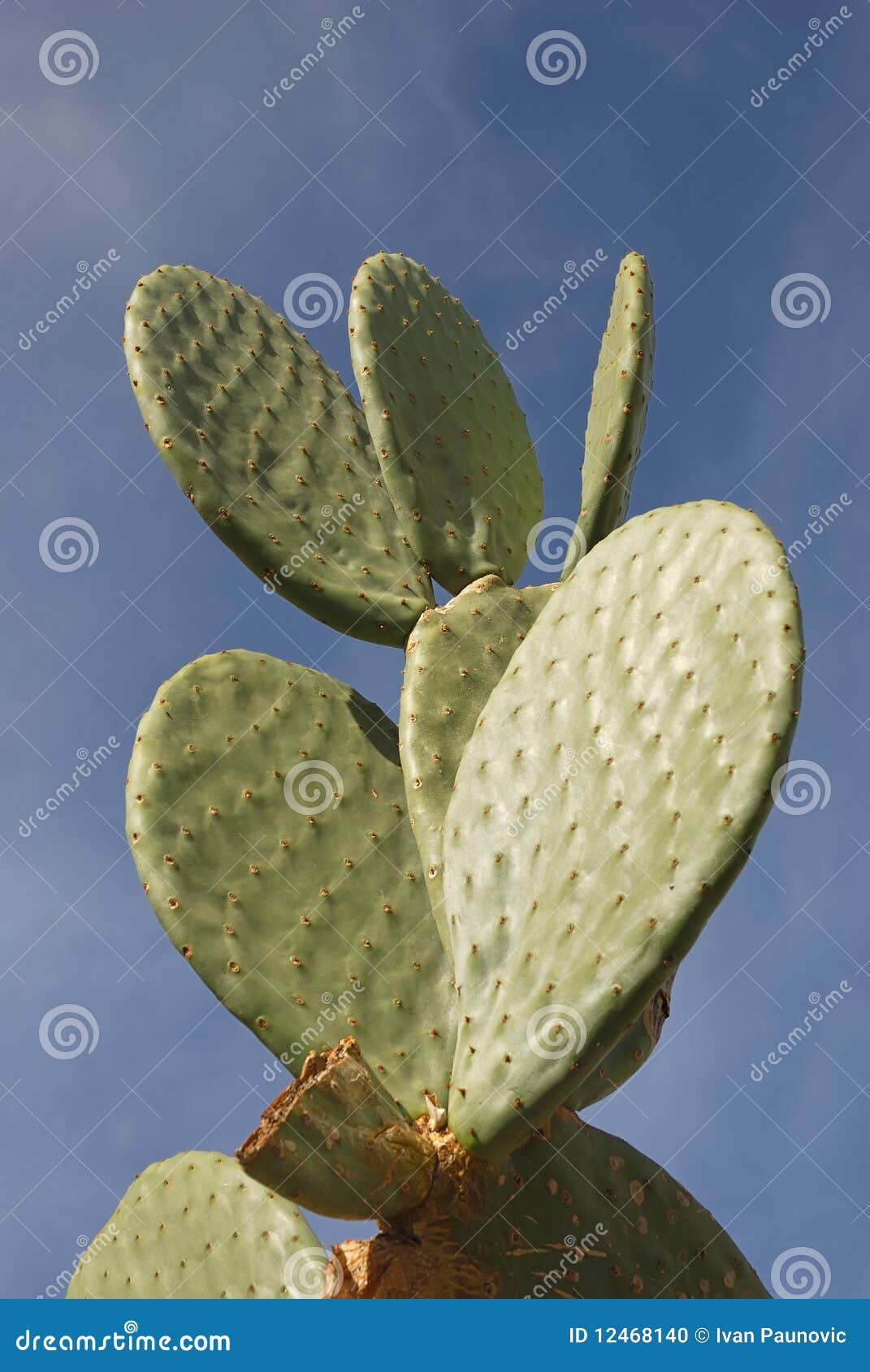 Opuntia cactus stock photo. Image of botanic, growth 12468140