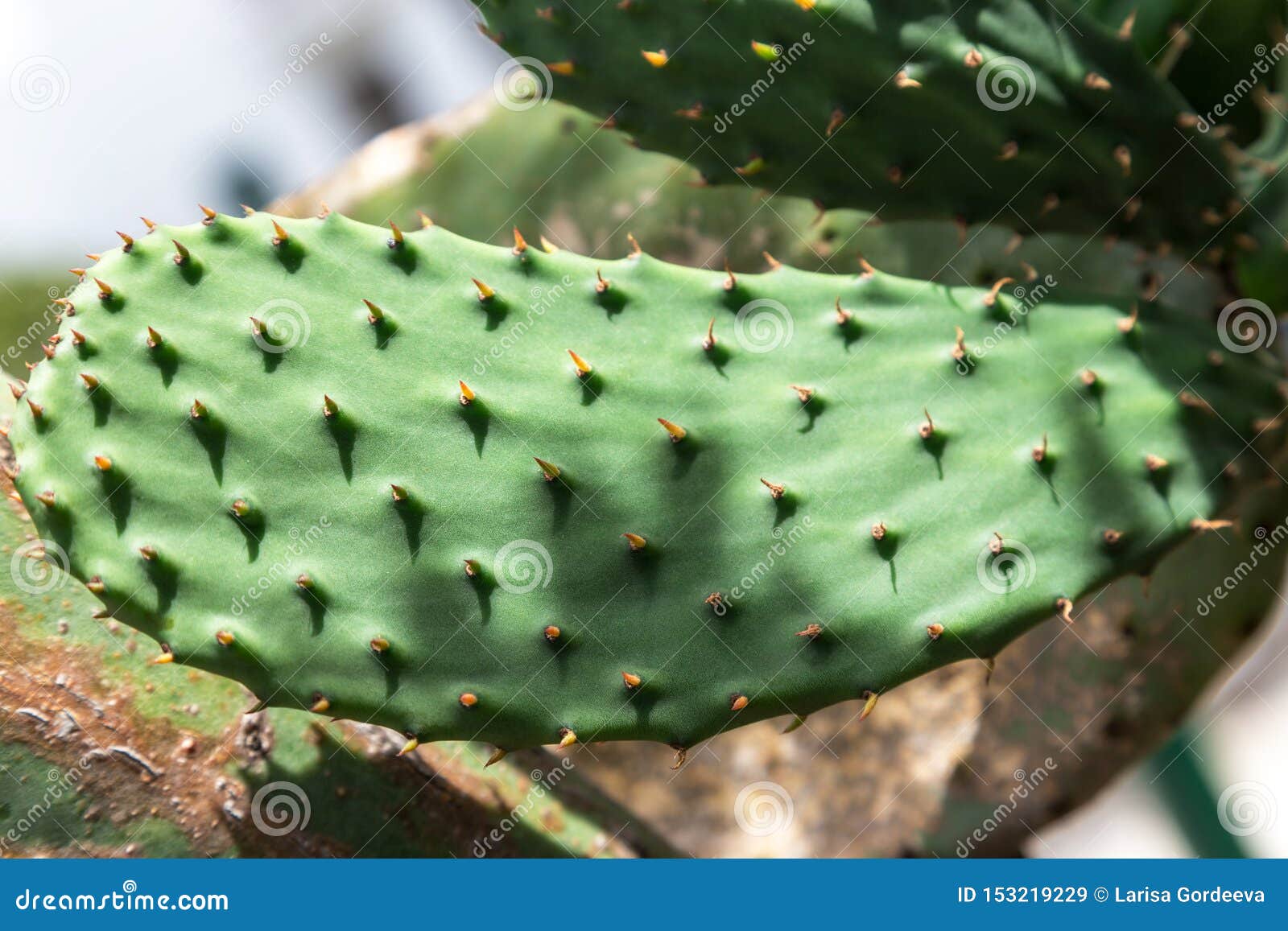 Opuntia Cactus. Opuntia is a Genus in the Cactus Family Stock Image
