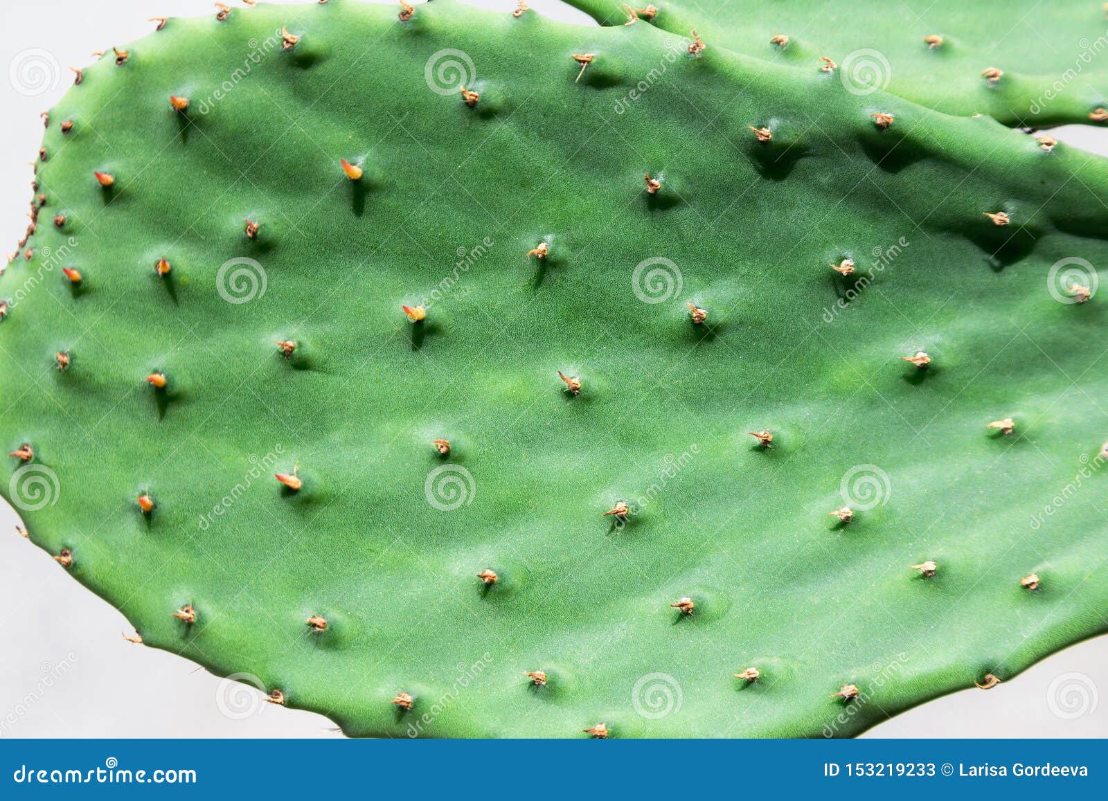 Opuntia Cactus. Opuntia is a Genus in the Cactus Family Stock Image
