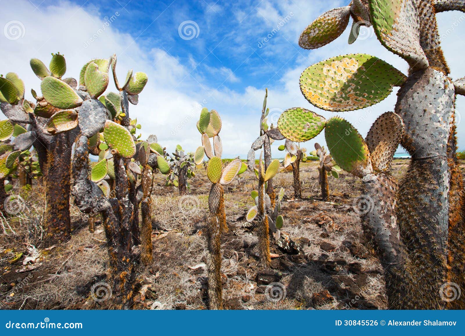 opuntia cactus foreat at galapagos island