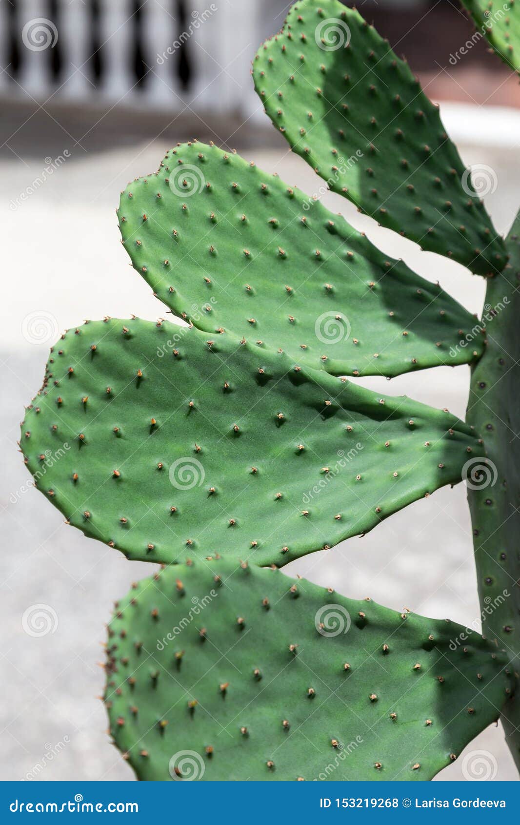 Opuntia cactus stock photo. Image of botany, prickly 153219268