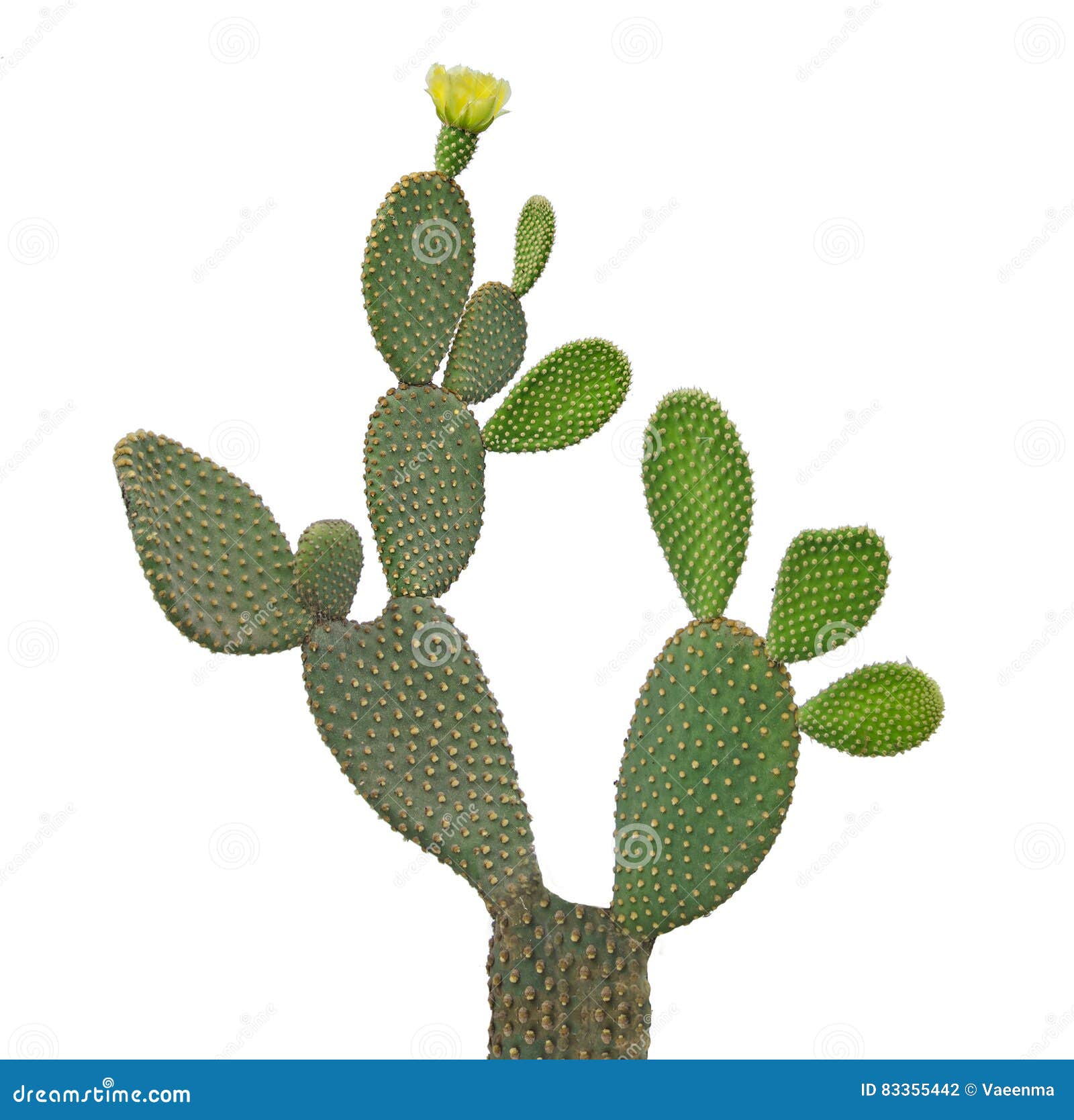 Opuntia cactus stock photo. Image of botany, plant, background 83355442