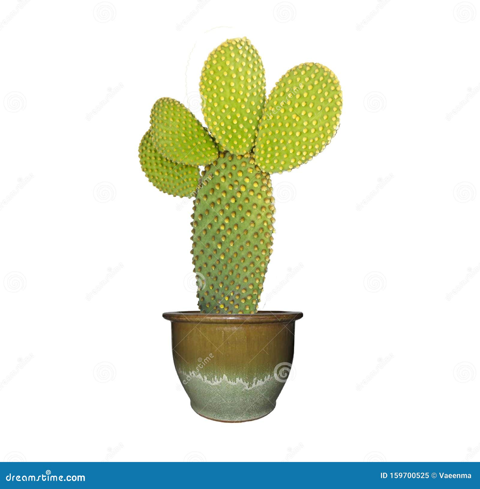 Opuntia cactus in pot stock image. Image of succulent 159700525