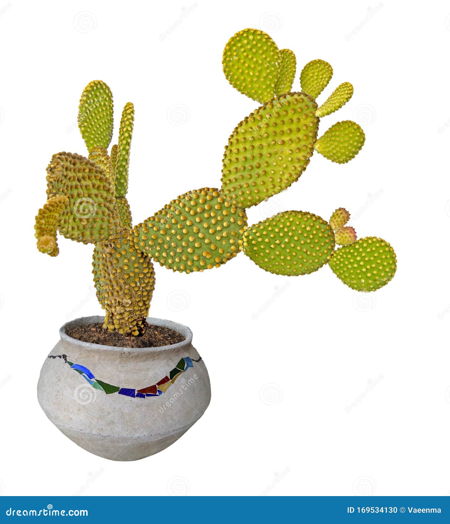 Opuntia cactus in pot stock photo. Image of succulent 169534130