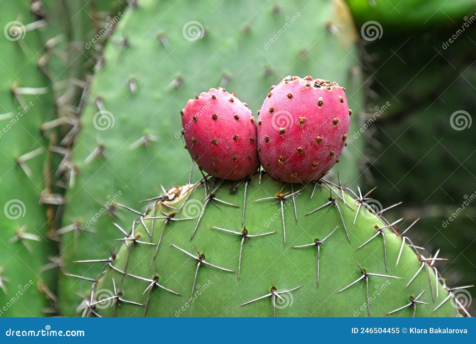 Opuntia Cactus Opuntia Up Close with Red Fruits and Sharp Spines Stock